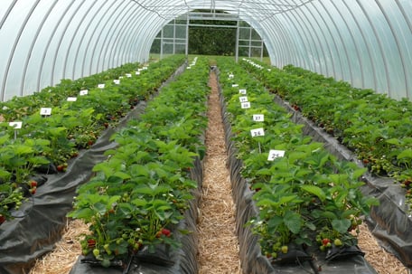 121-NGEMK-Twitter- Strawberry Horticulture.jpg